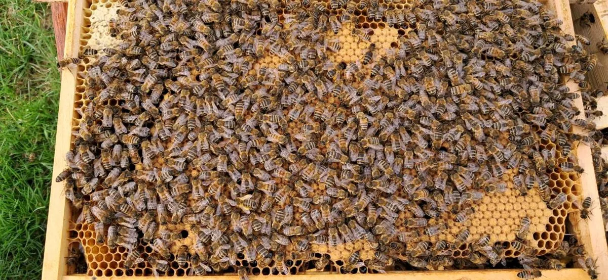 Bees for sale - Image 2