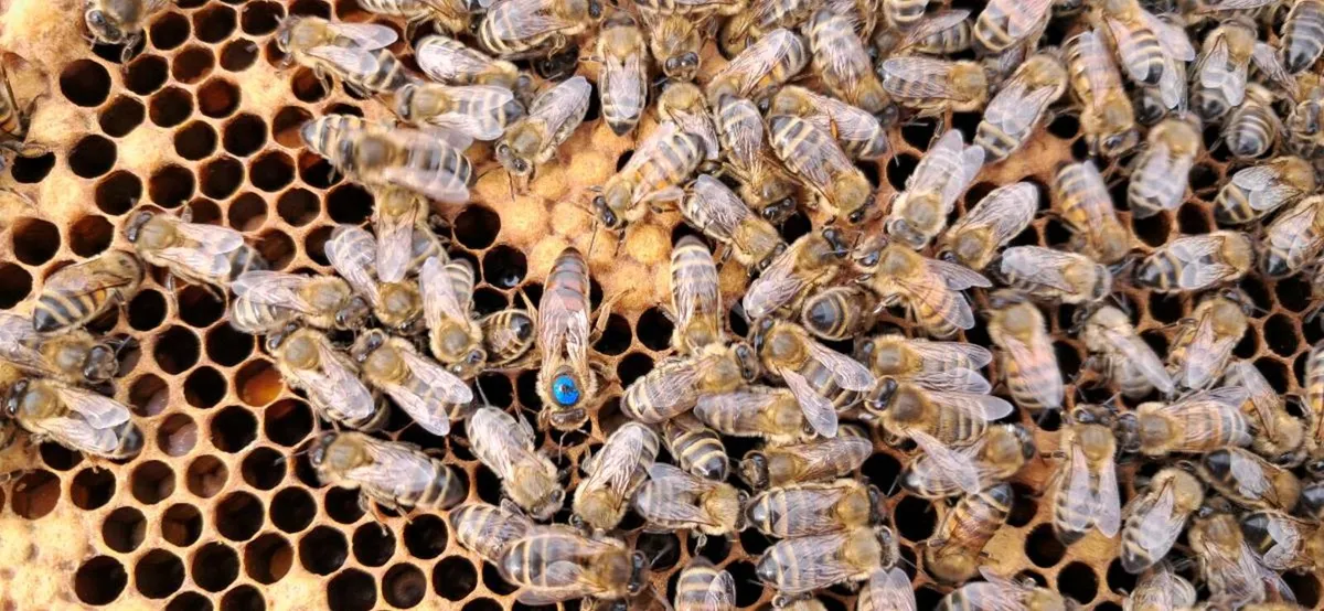 Bees for sale - Image 1