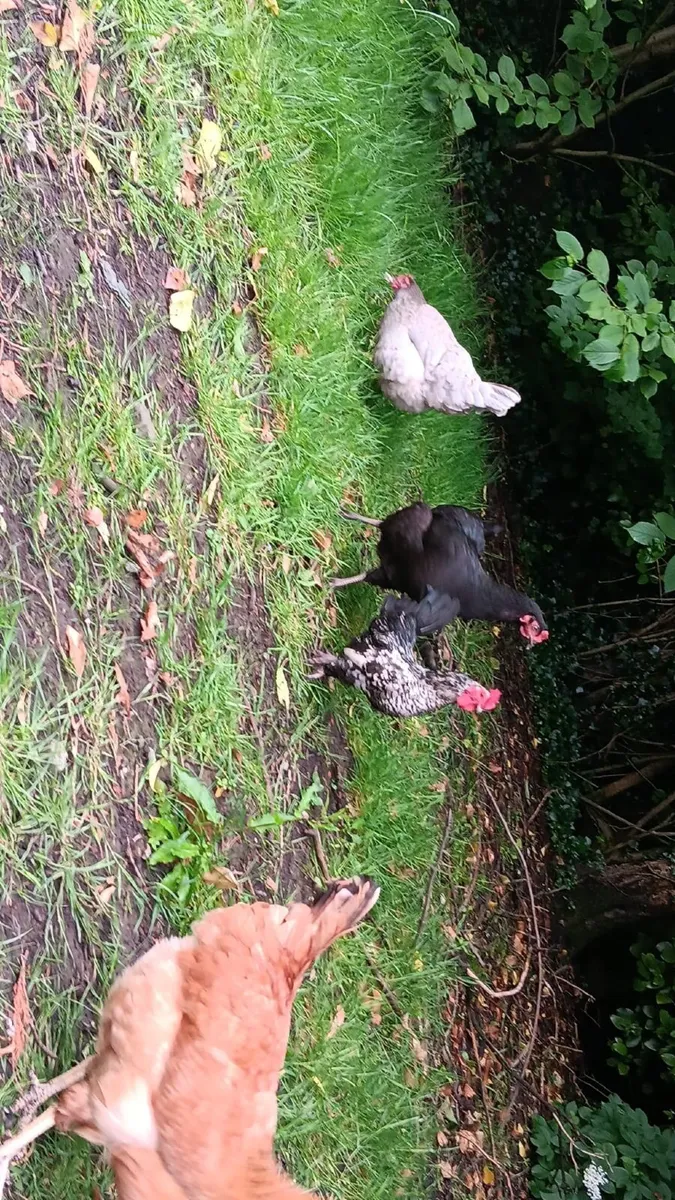 Call duck pair ,Laying hens and pekin bantams - Image 3