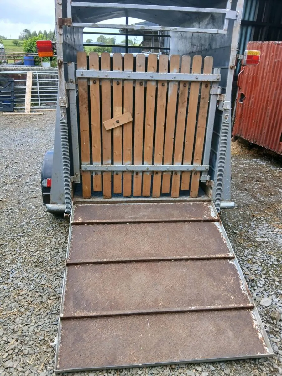 2cow cattle trailer galvinsed dipp call 0868782672 - Image 3