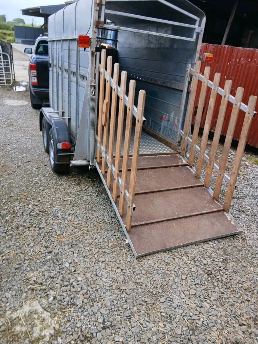 2cow cattle trailer galvinsed dipp call 0868782672 - Image 4