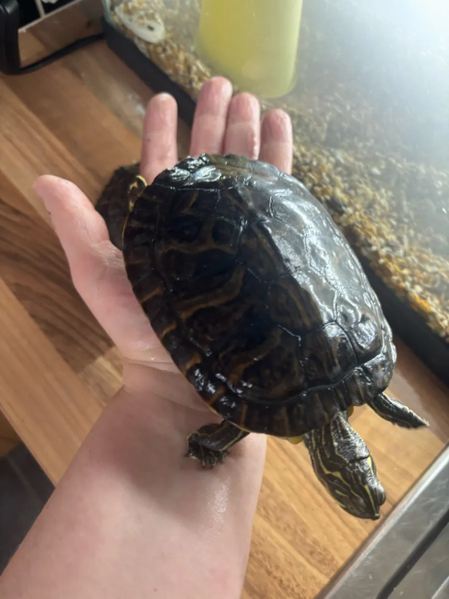 Two pet turtles & complete setup - Image 2