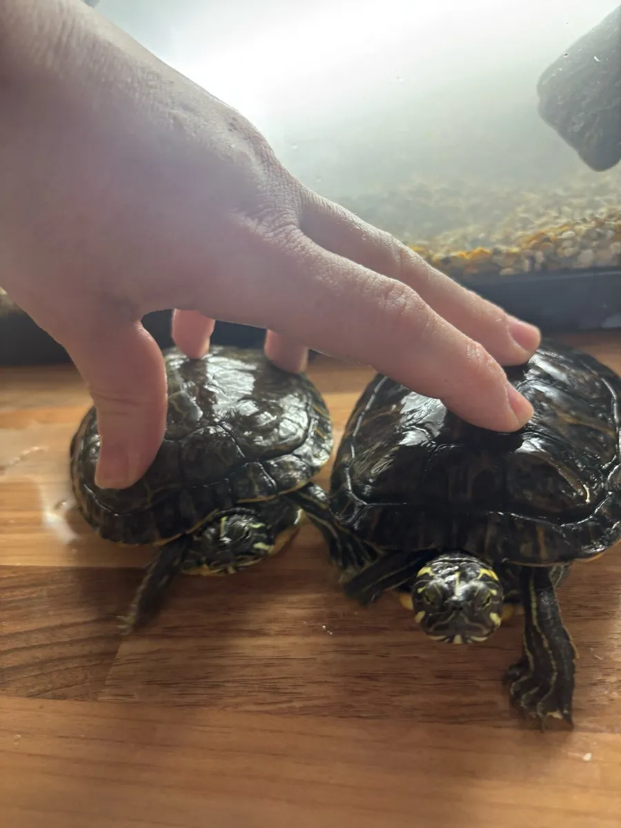 Two pet turtles & complete setup - Image 3