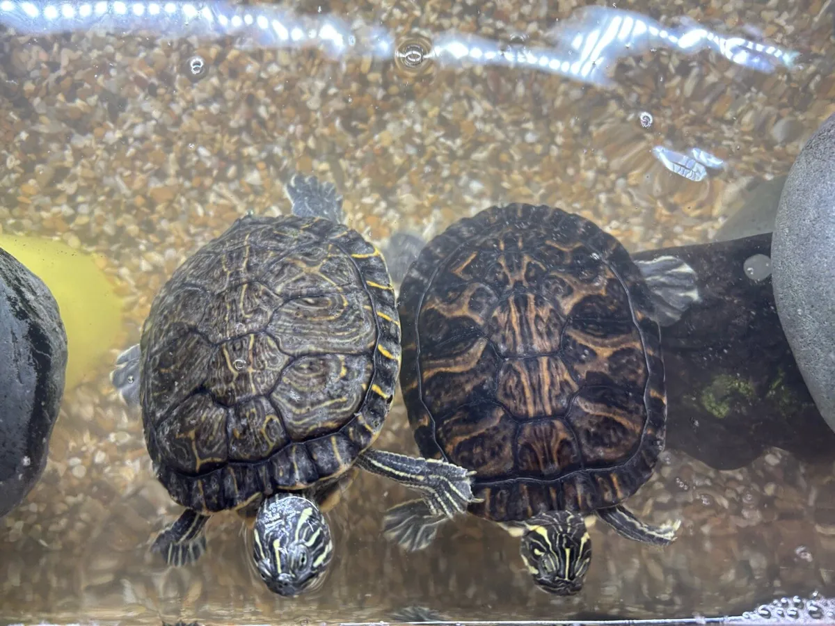 Two pet turtles & complete setup - Image 4