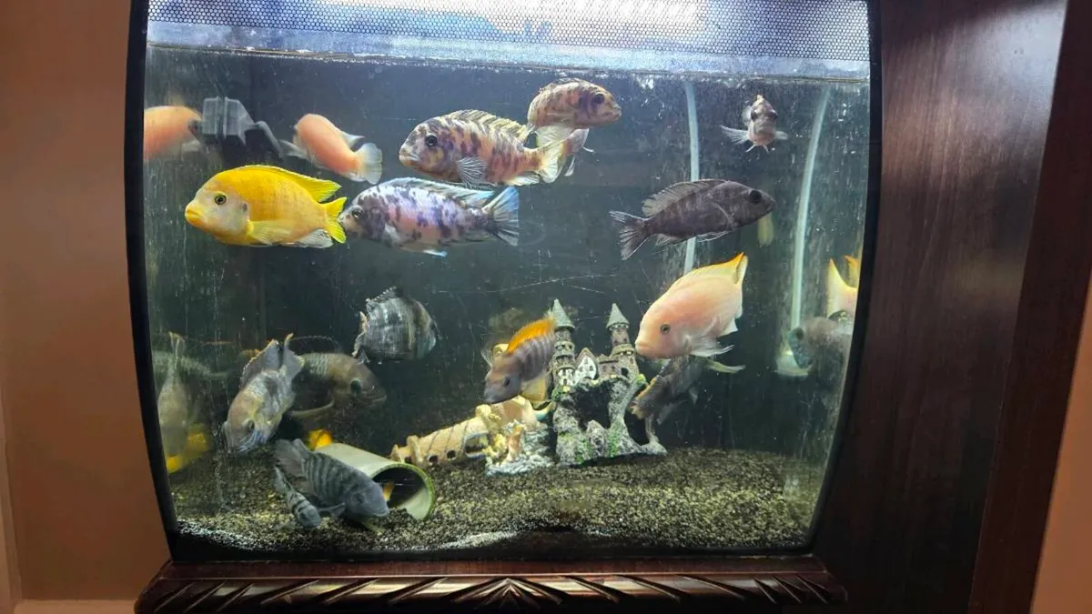 Fish - Image 2