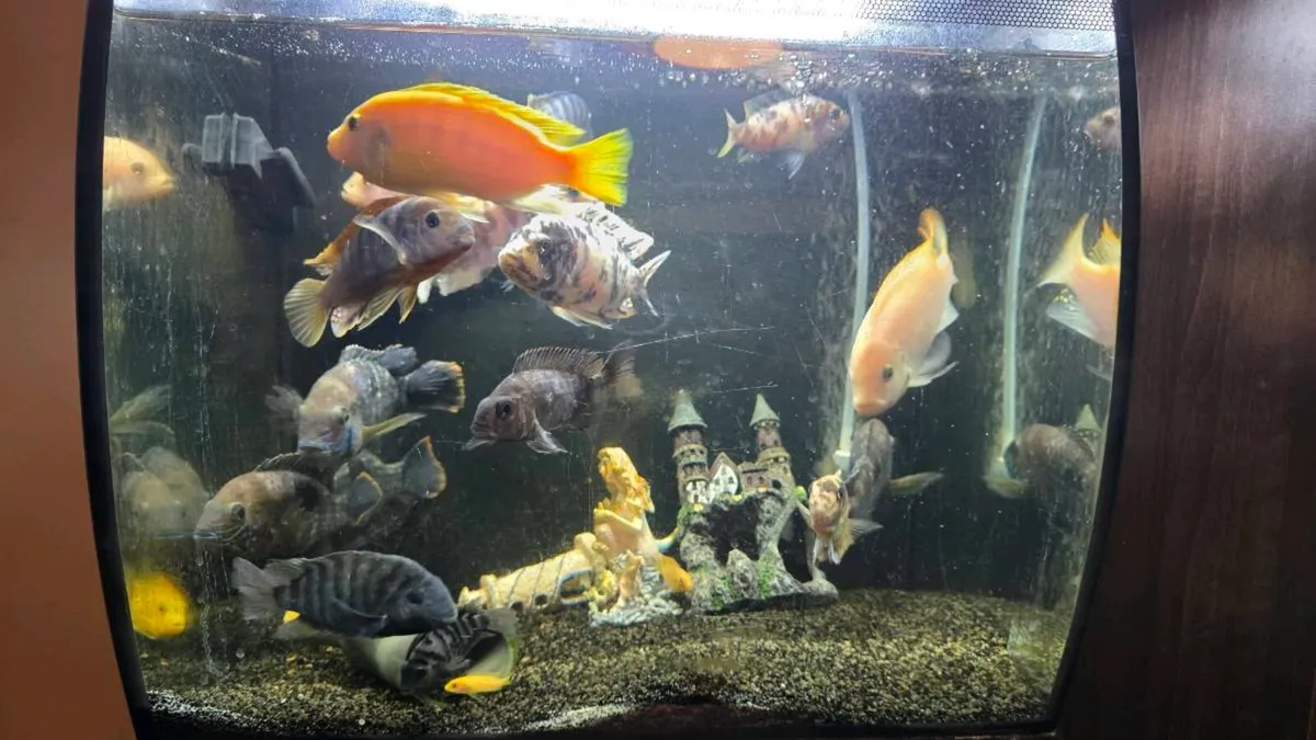 Fish - Image 3