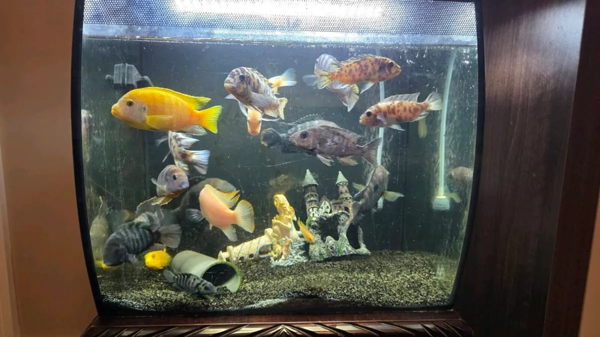 Fish - Image 1