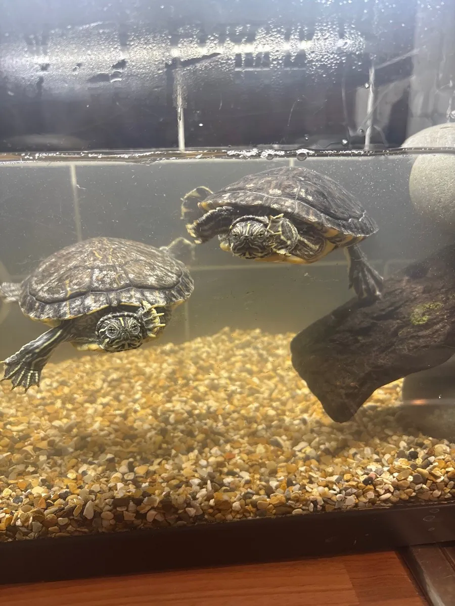 Two pet turtles & complete setup - Image 1