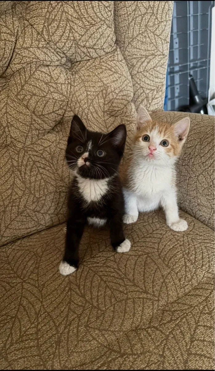 Kitten