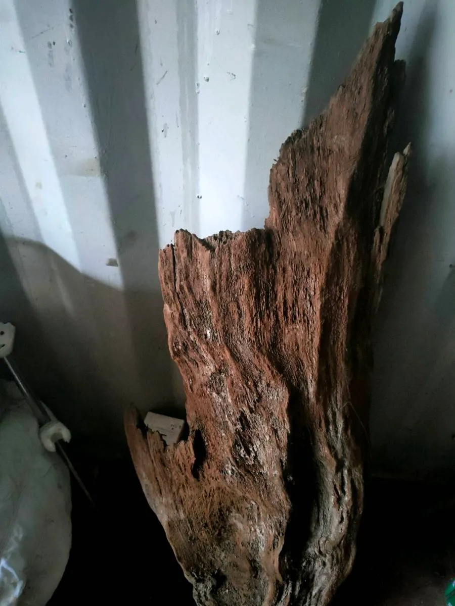 Bog wood - Image 1