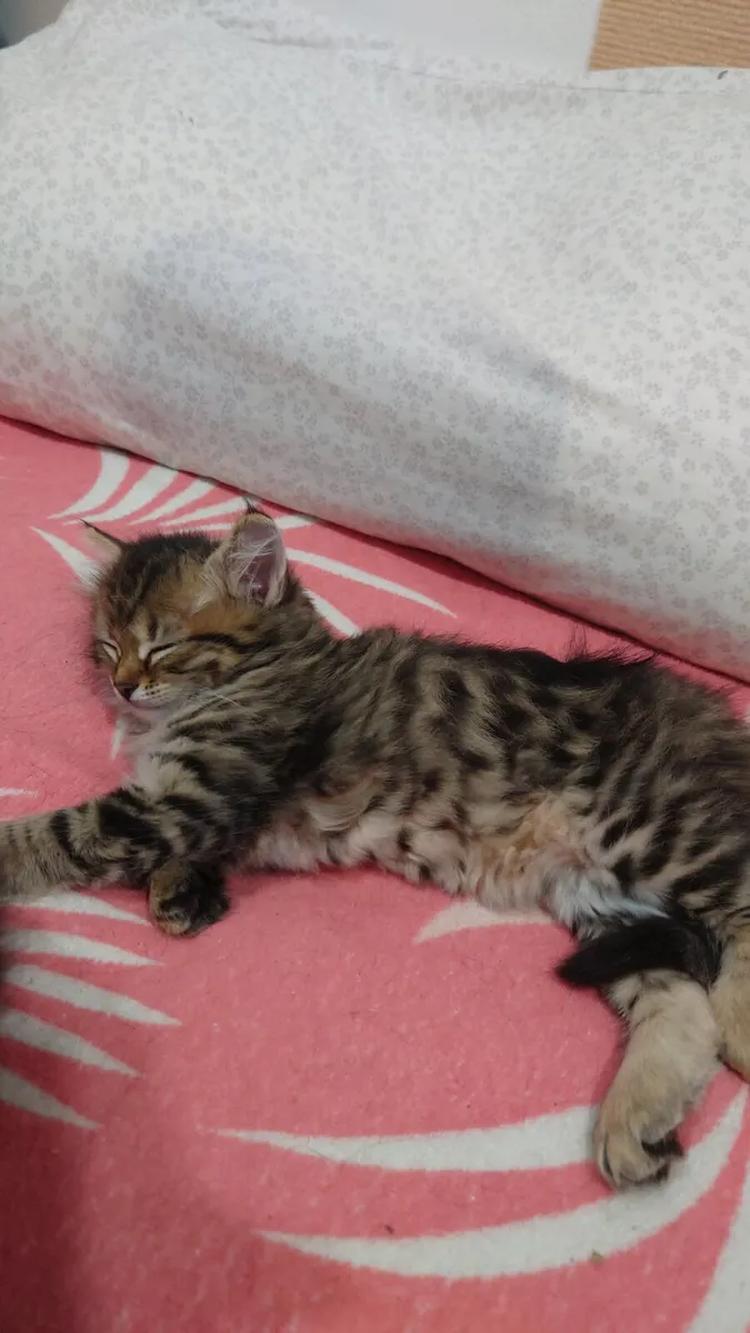 Siberian Kittens - Image 2
