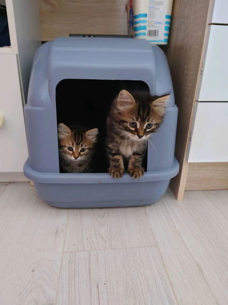 Siberian Kittens - Image 3