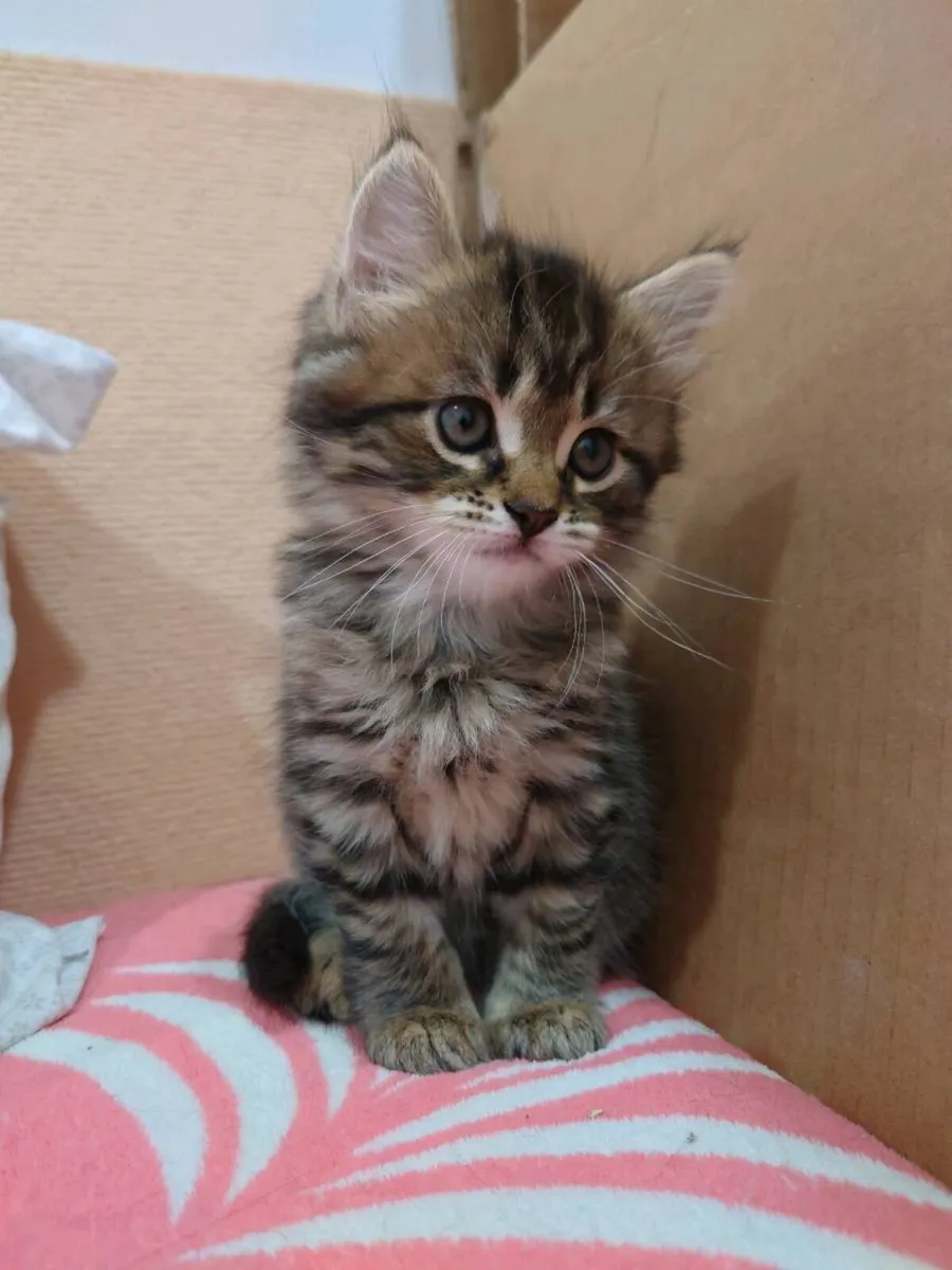 Siberian Kittens - Image 4