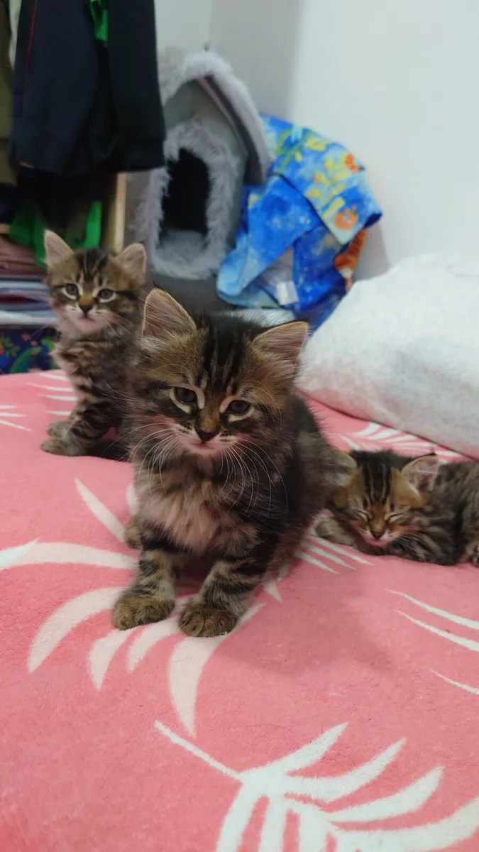 Siberian Kittens - Image 1