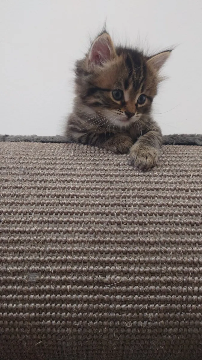 Siberian kittens (mixed breed). - Image 4