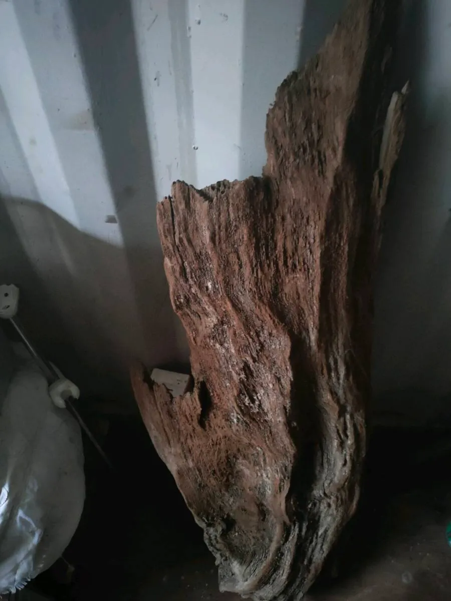 Bog wood - Image 2