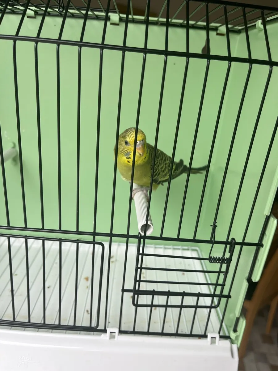 Budgies to go - Image 1