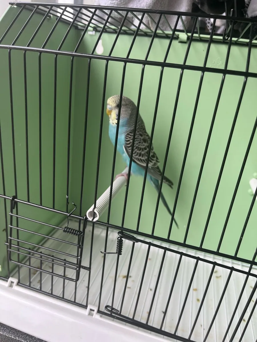 Budgies to go - Image 2