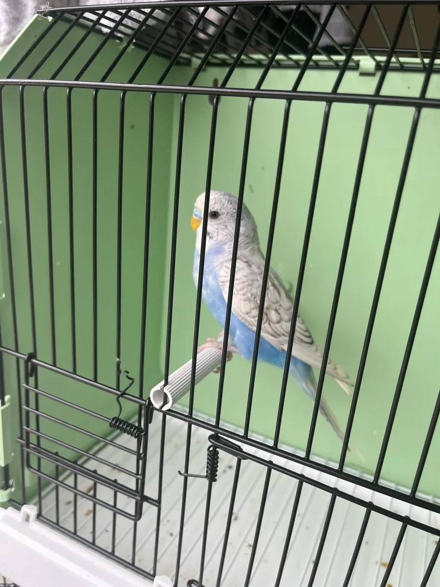 Budgies to go - Image 3