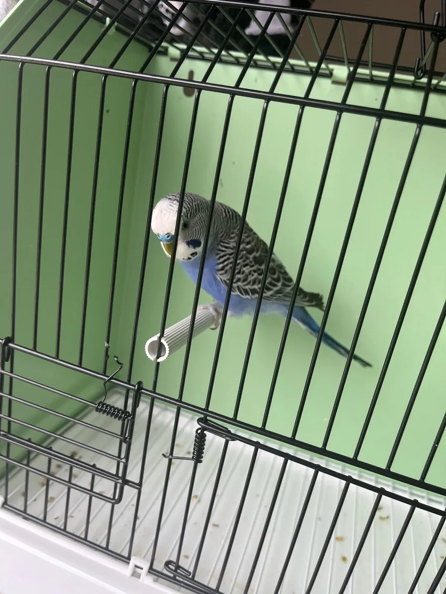 Budgies to go - Image 4