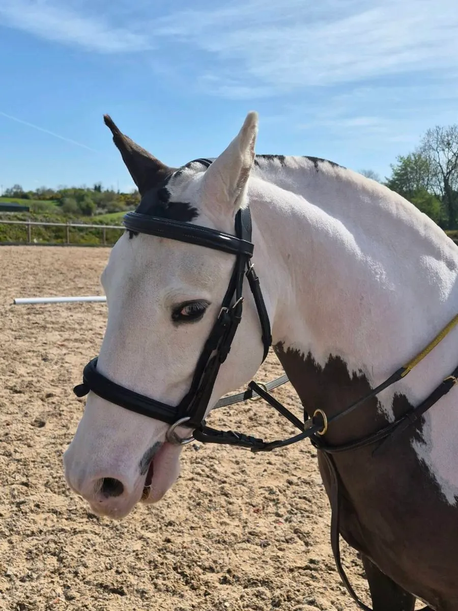 Perfect child's pony - Image 4