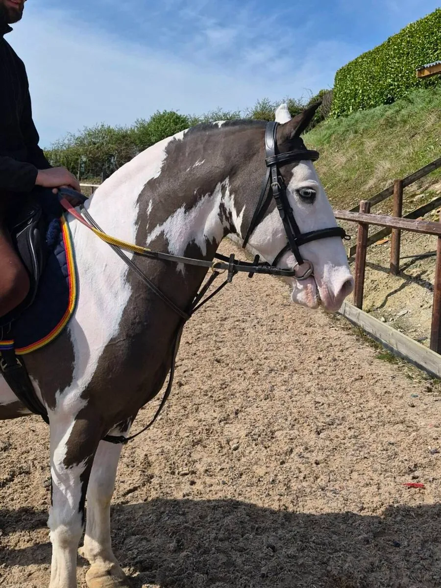Perfect child's pony - Image 2