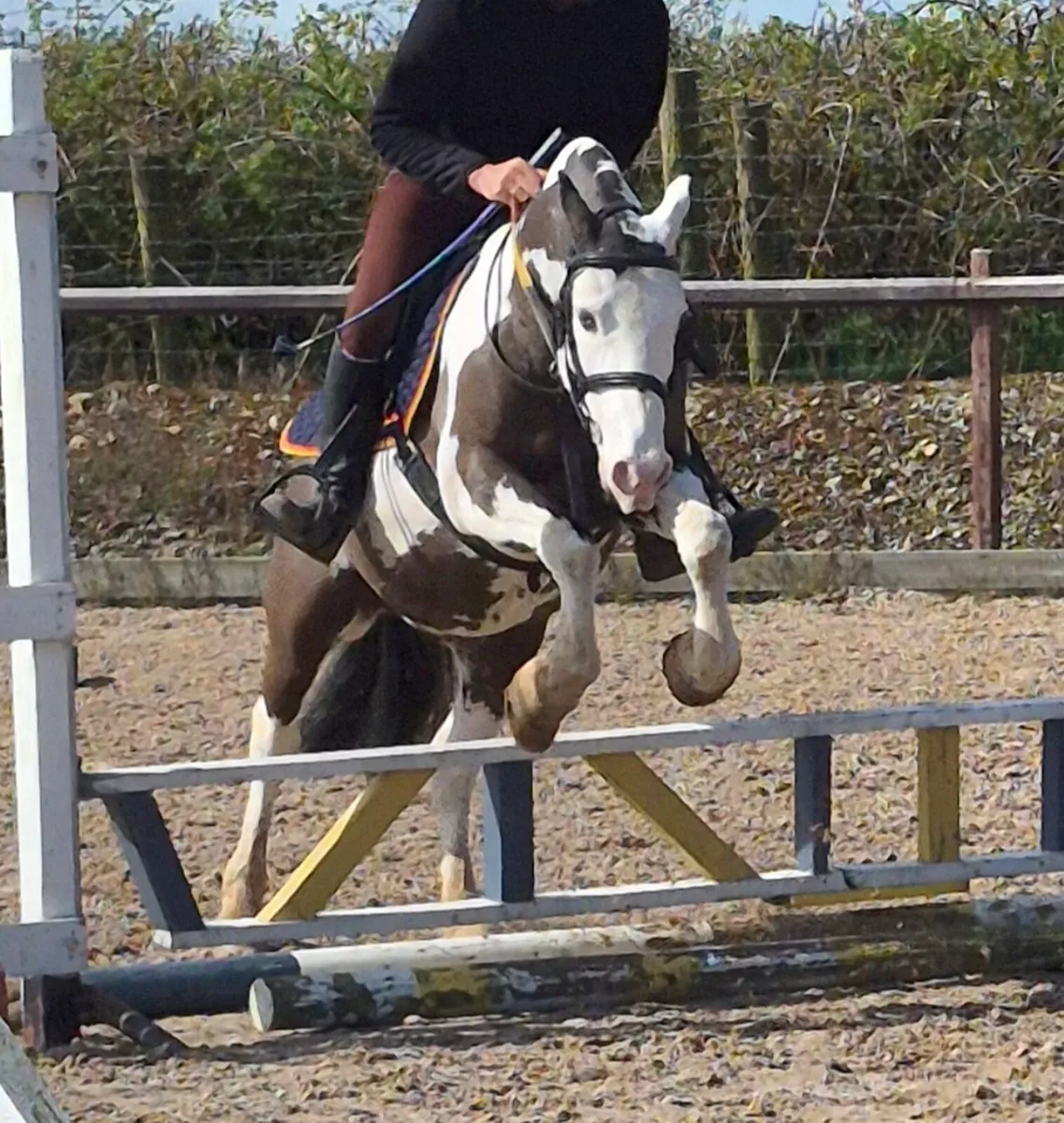 Perfect child's pony - Image 1