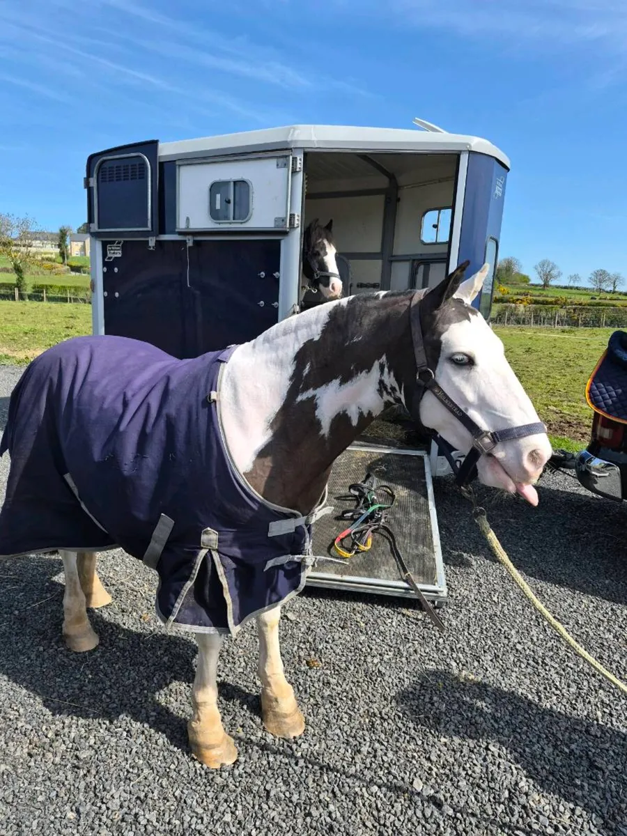 Perfect child's pony - Image 2