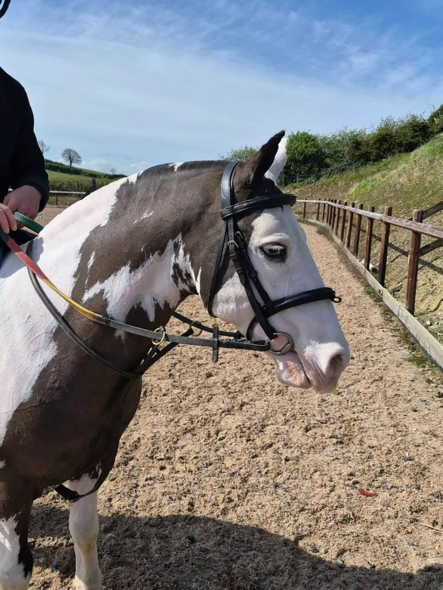 Perfect child's pony - Image 3
