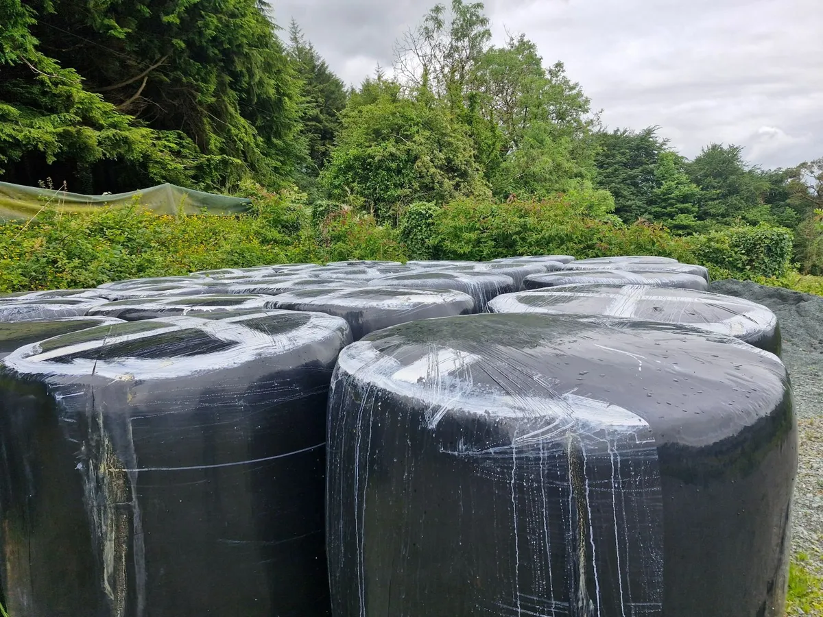 31 Round Bales of Silage