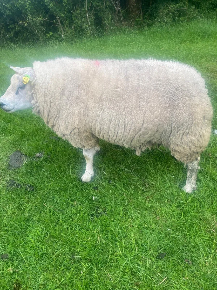 Purebred Beltex Ram for sale - Image 1