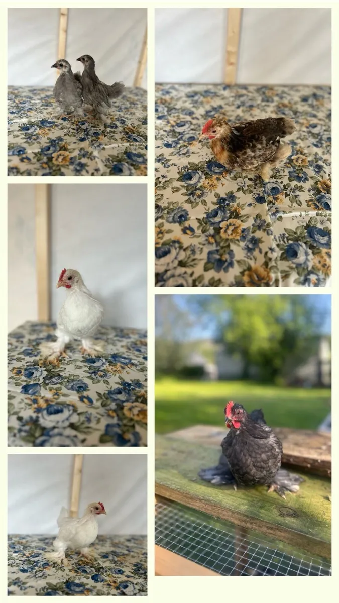 Pekin Bantams - Image 1