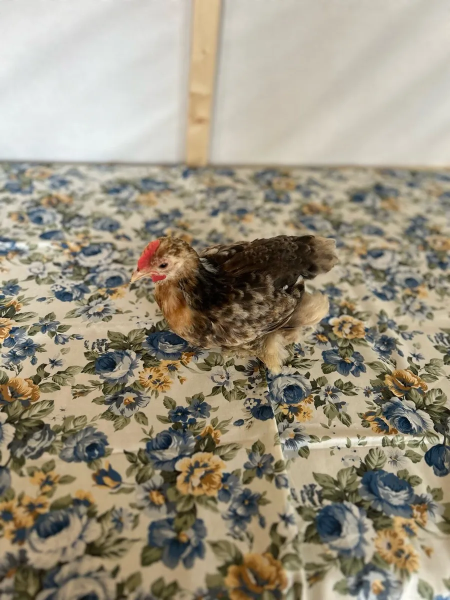 Pekin Bantams - Image 4