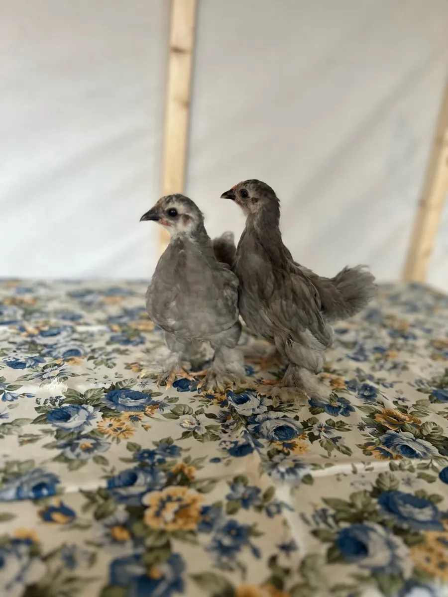 Pekin Bantams - Image 2