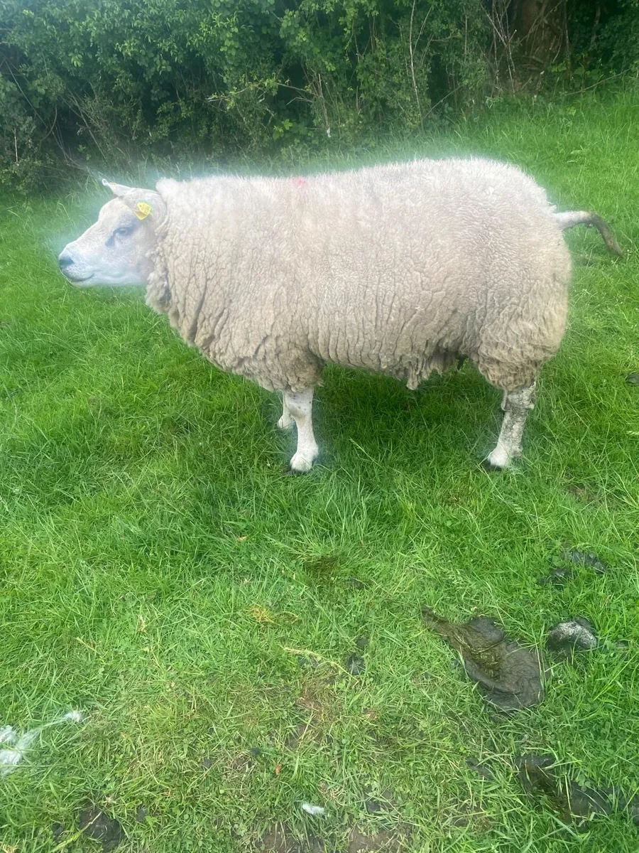 Purebred Beltex Ram for sale - Image 2
