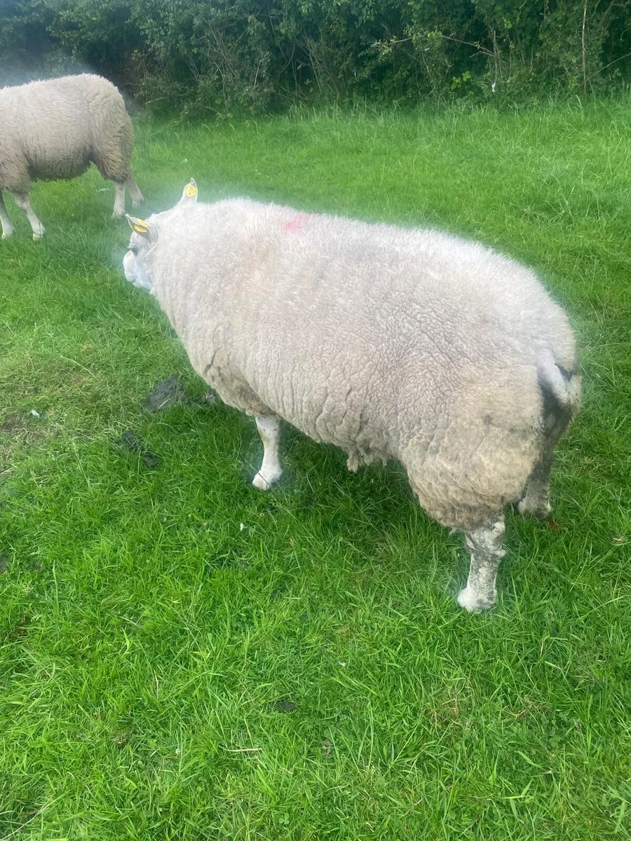 Purebred Beltex Ram for sale - Image 3