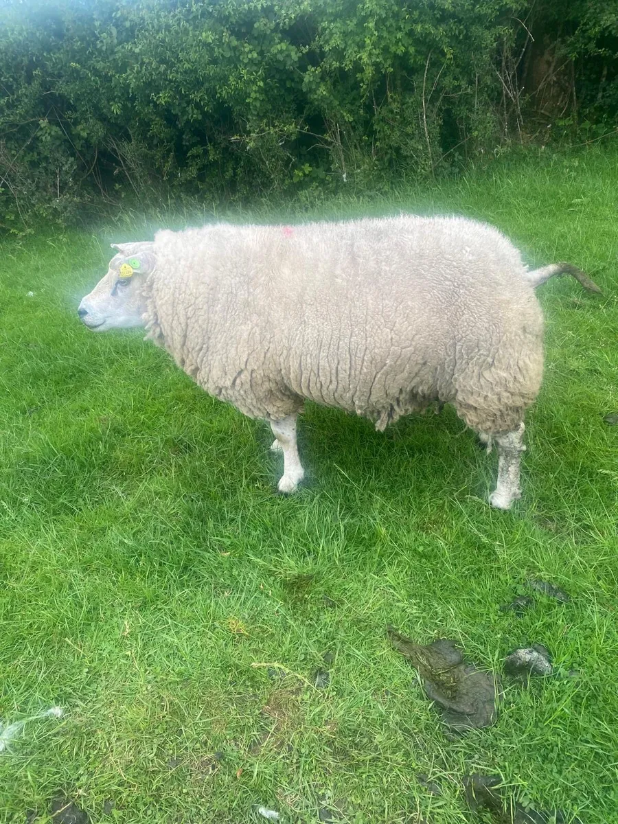 Purebred Beltex Ram for sale - Image 4