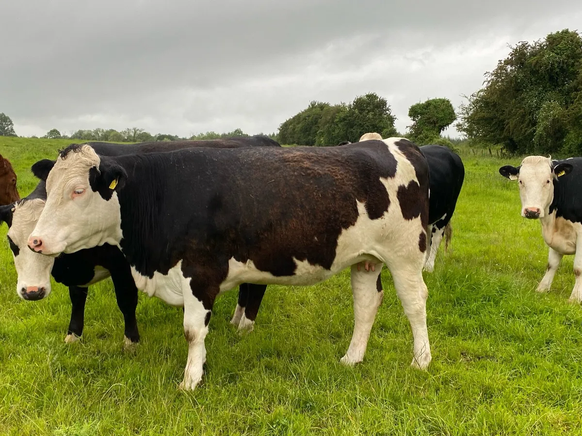 Receipient carrying Top pedigree Simmental 🔥🔥🔥 - Image 4