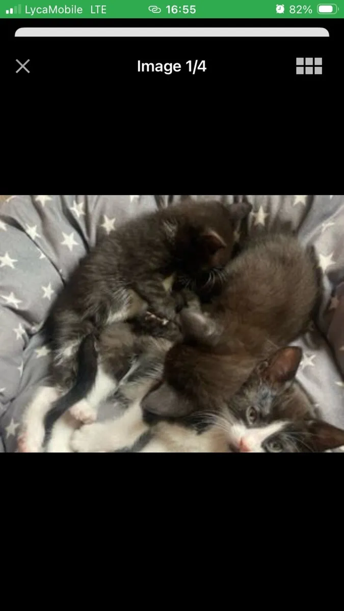 Black Shorthair Persian Kittens - Image 3
