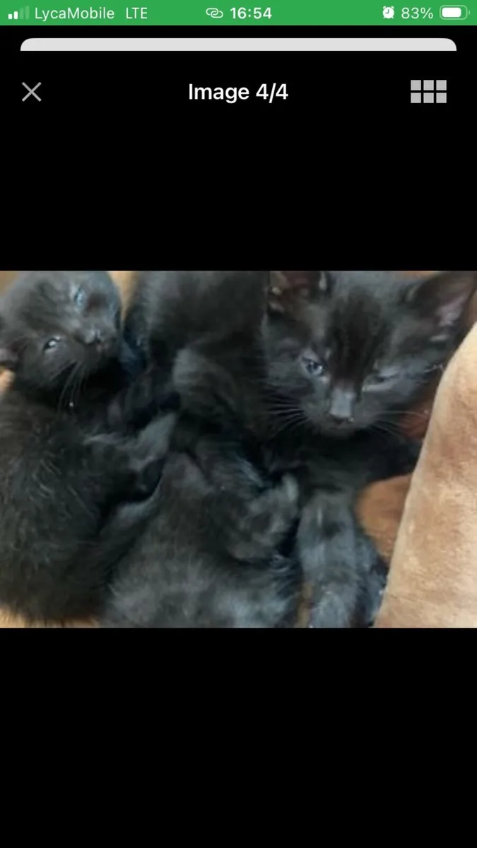Black Shorthair Persian Kittens - Image 2