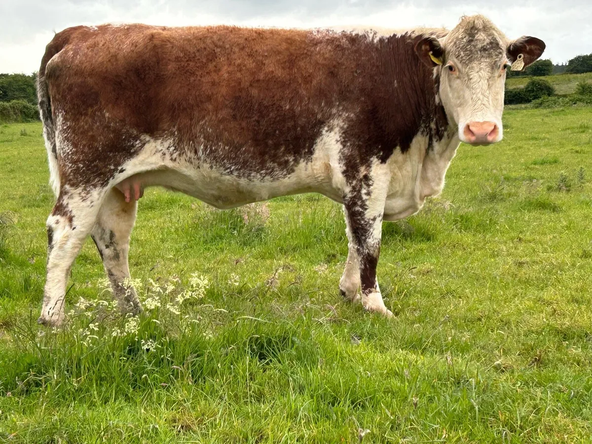 4 smashing red Hereford   incalf heifers - Image 3
