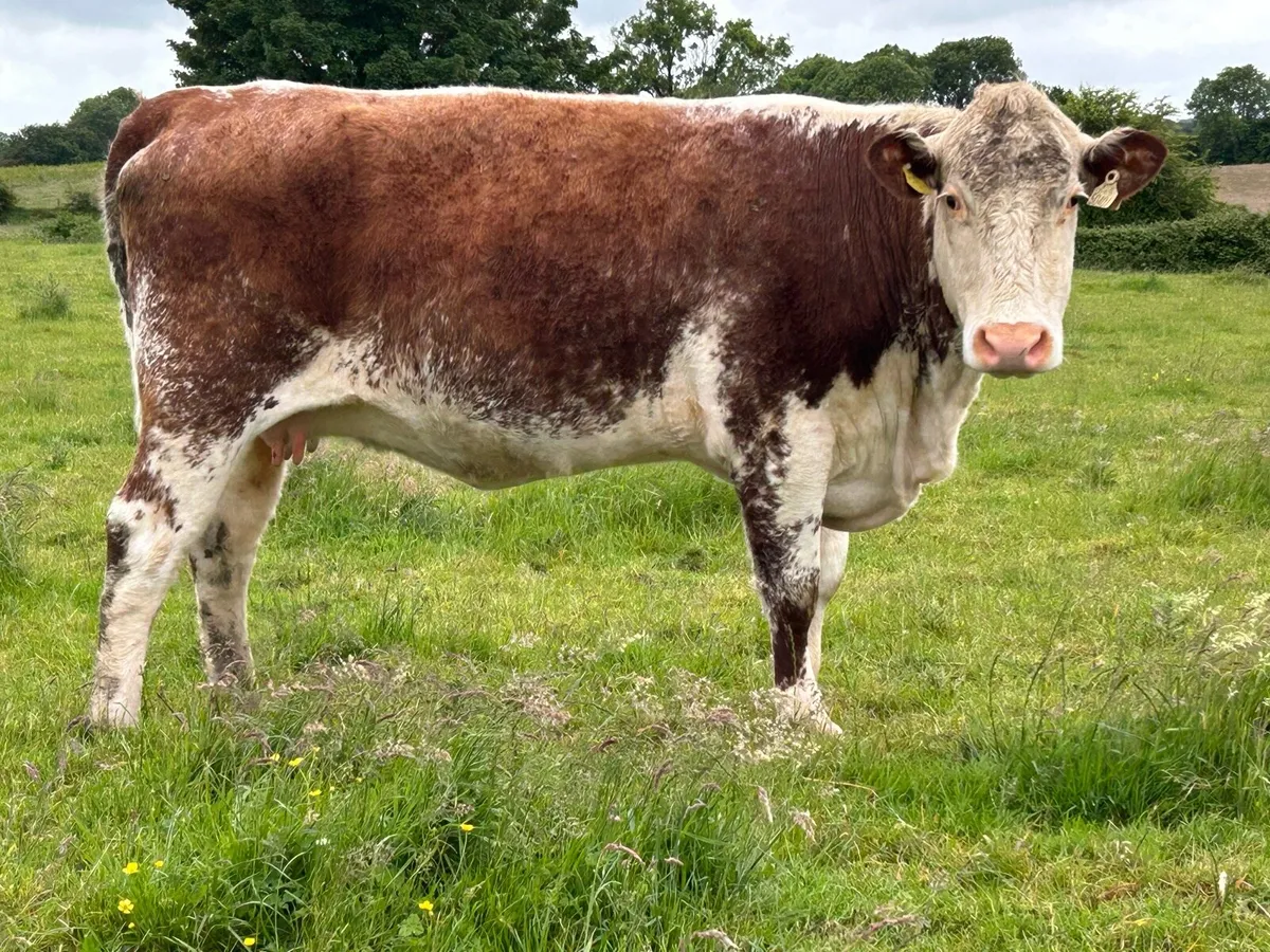 4 smashing red Hereford   incalf heifers - Image 4