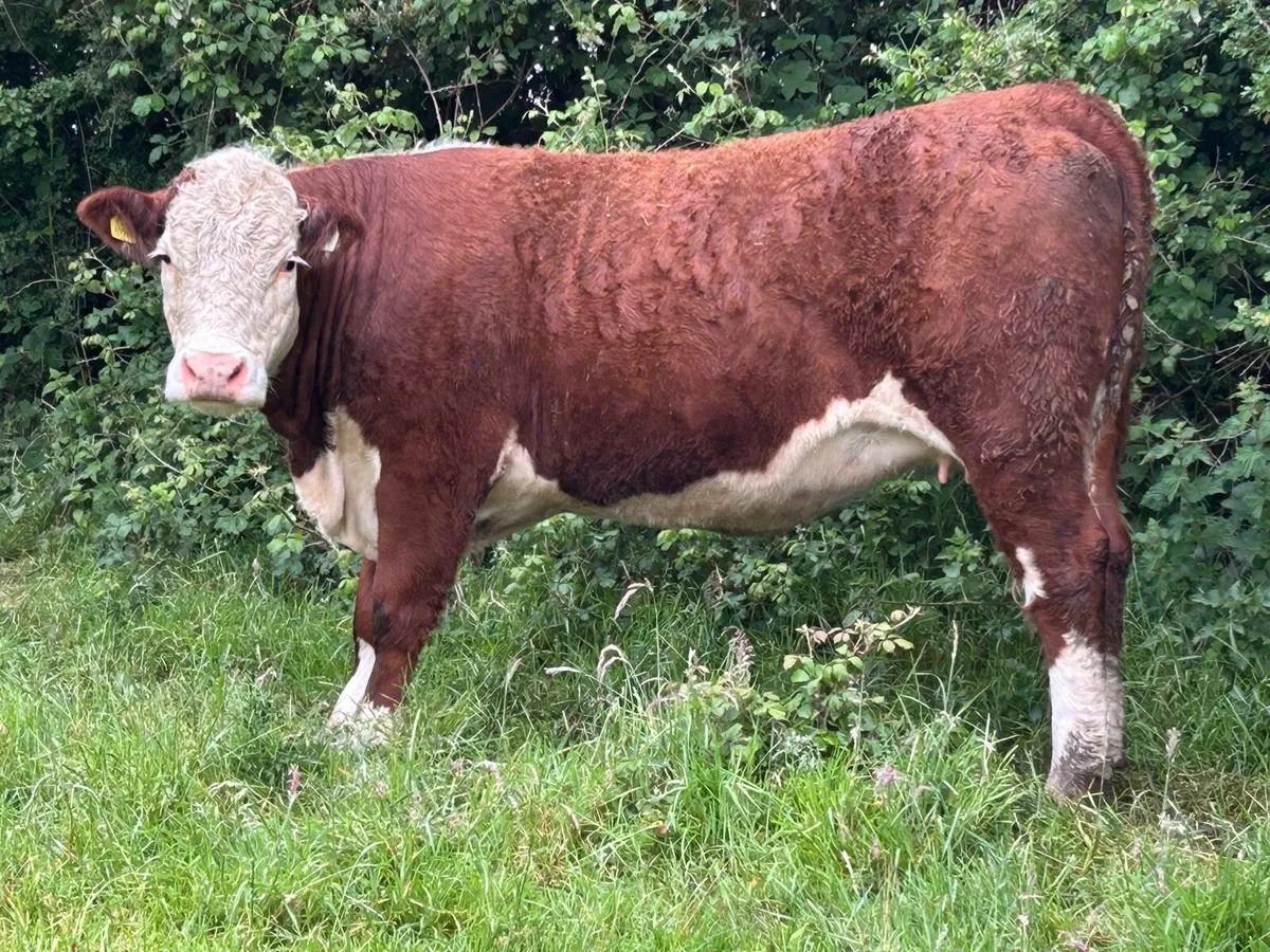 4 smashing red Hereford   incalf heifers - Image 2