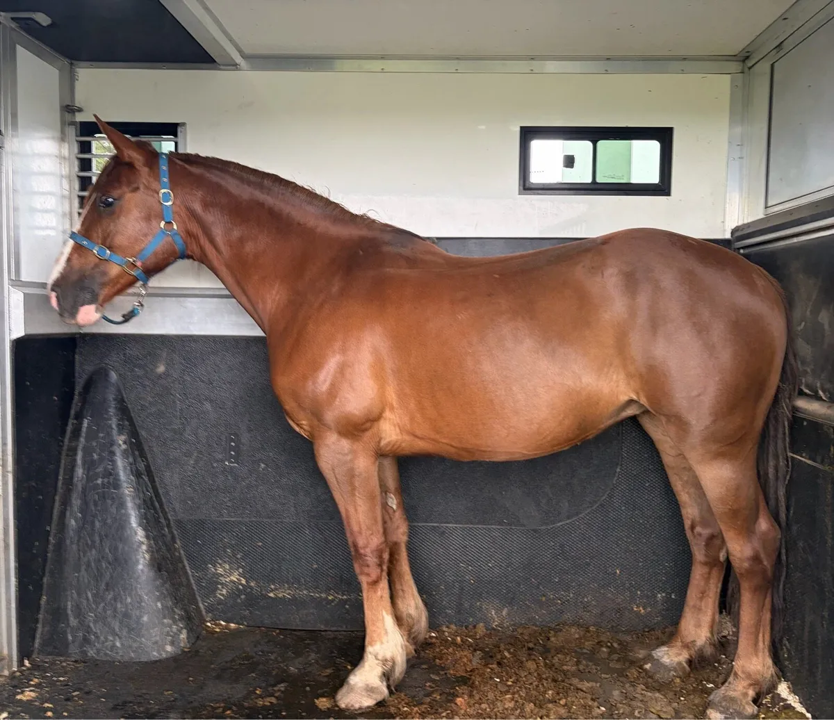 Irish Draught Mare - Image 1