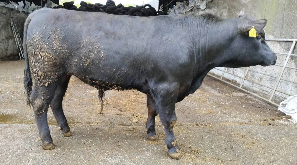 Pedigree Angus bulls - Image 2