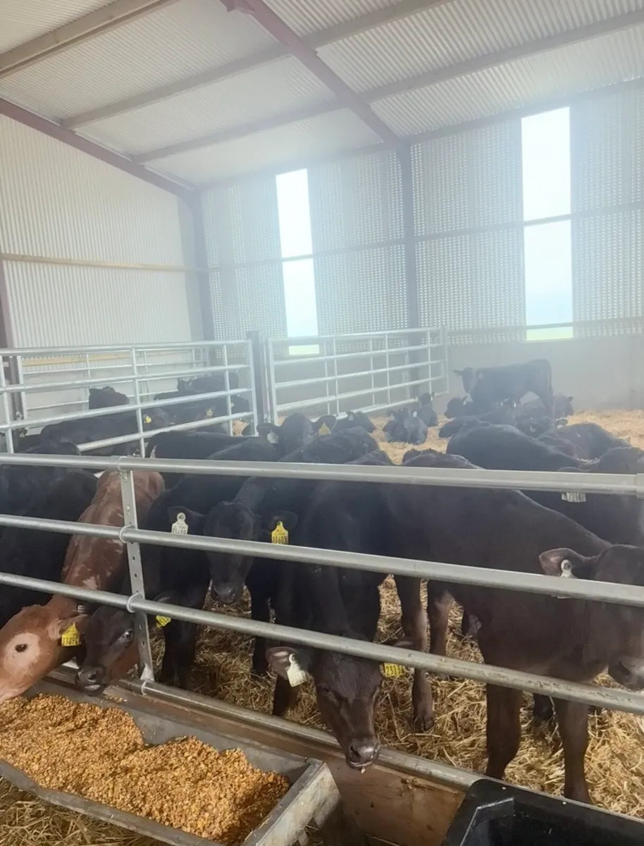 21 super 3-4 month old angus bull runners - Image 1