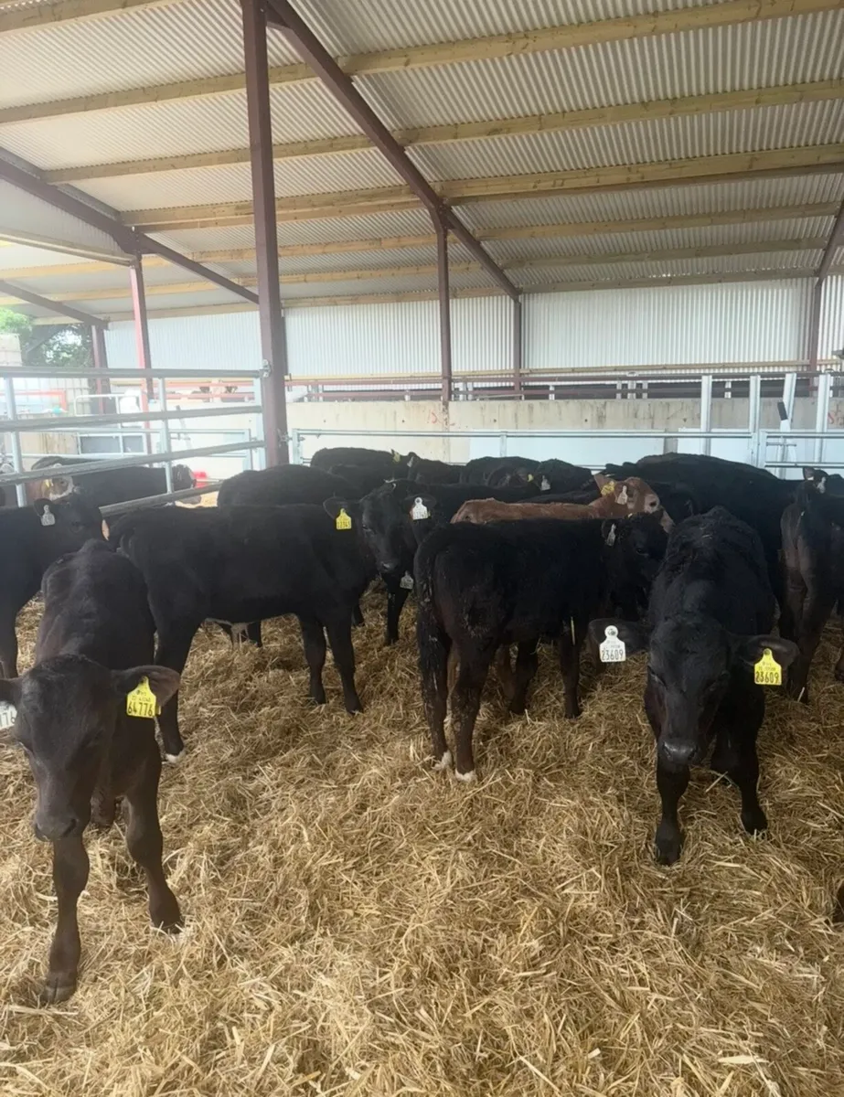 21 super 3-4 month old angus bull runners - Image 2