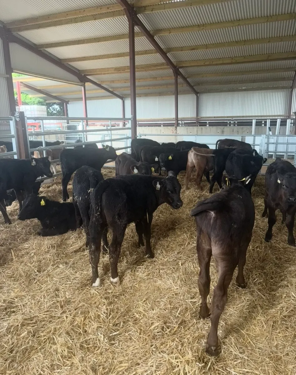 21 super 3-4 month old angus bull runners - Image 3