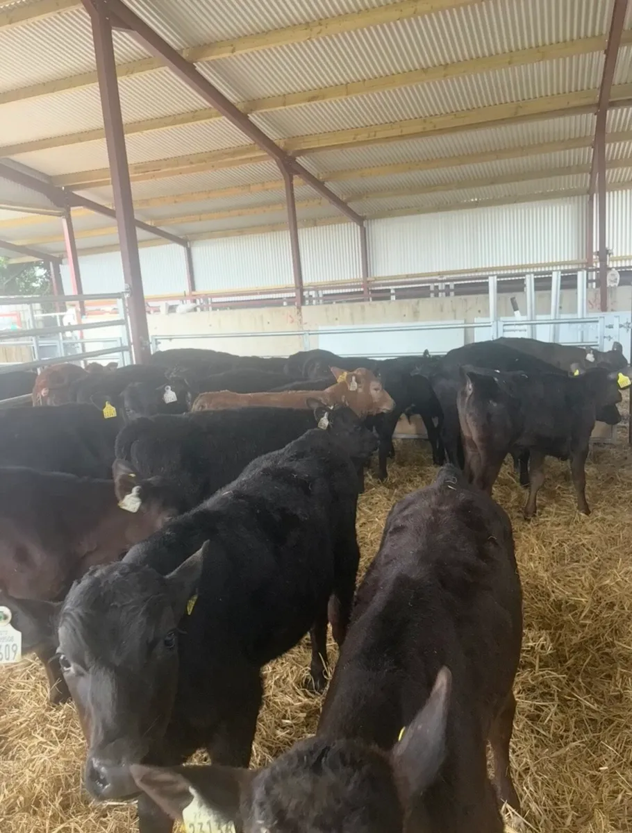 21 super 3-4 month old angus bull runners - Image 4