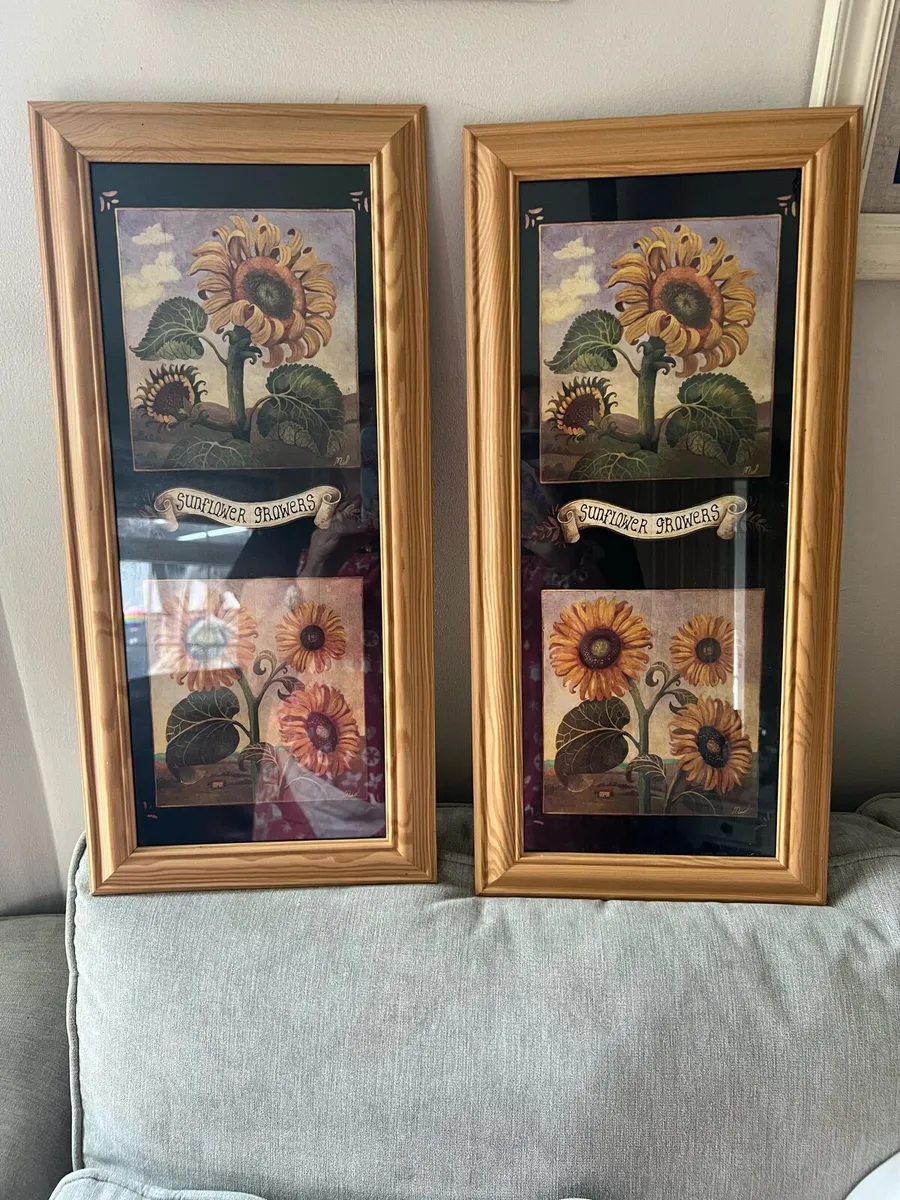 sunflower pictures